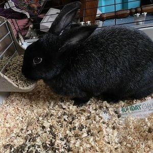 Meet your Posher, Shelly